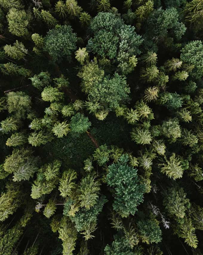 Skog
