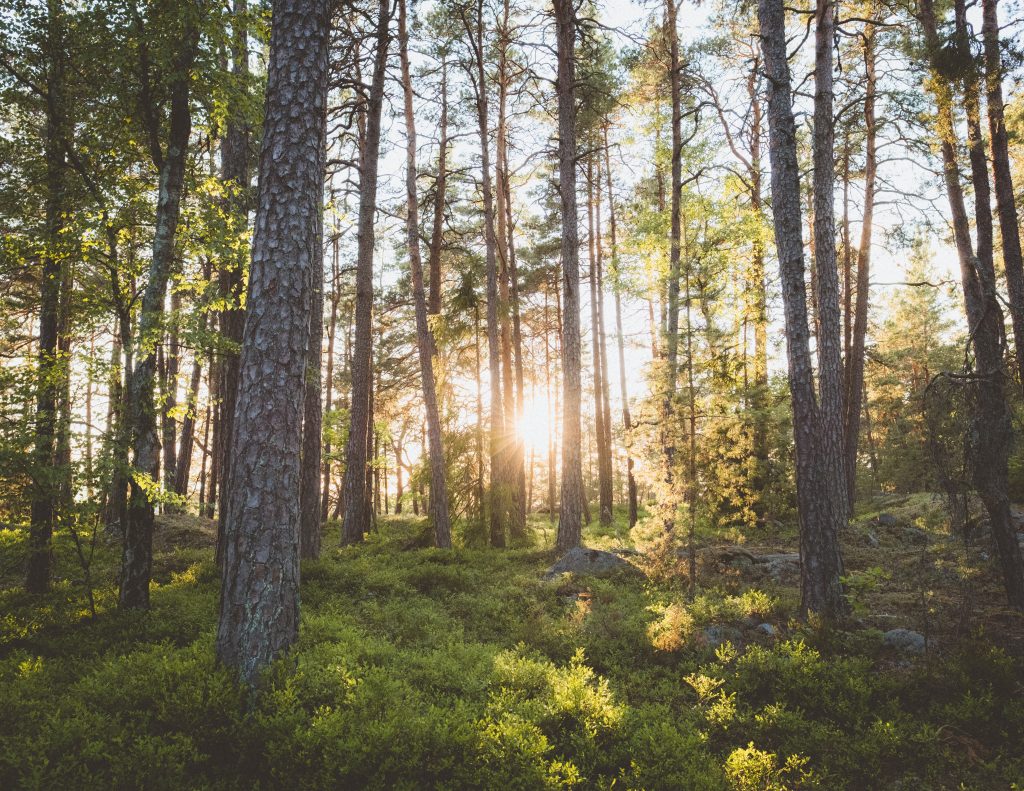 Skog med lysande sol