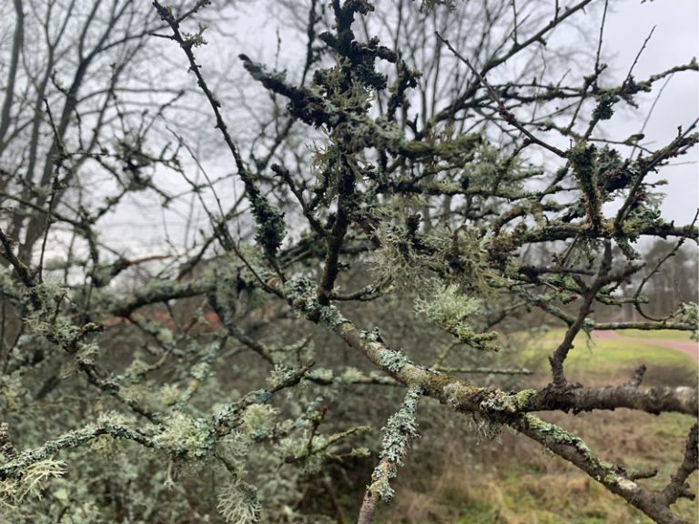 Ett träd med växande mossa. FOTO: Sarah Lindén