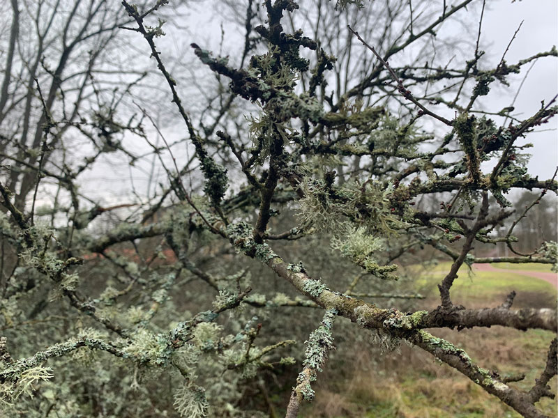 Ett träd med växande mossa. FOTO: Sarah Lindén