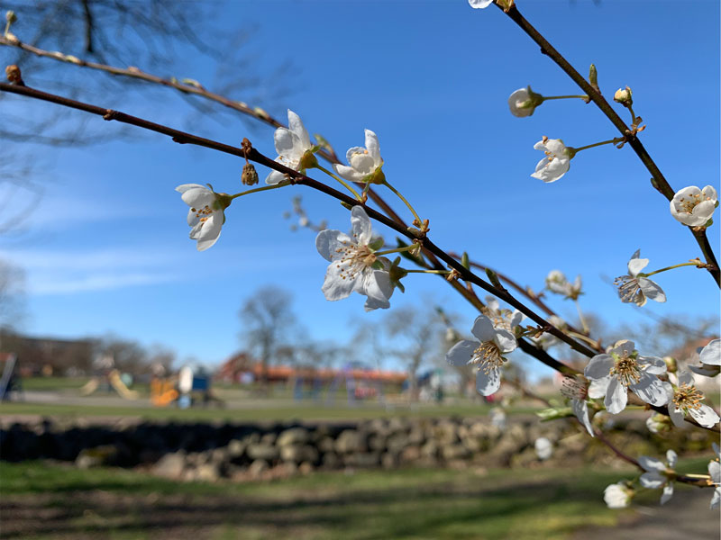 Ett blommande träd med lekande barn i bakgrunden. Våren är kommen till Skälby.
