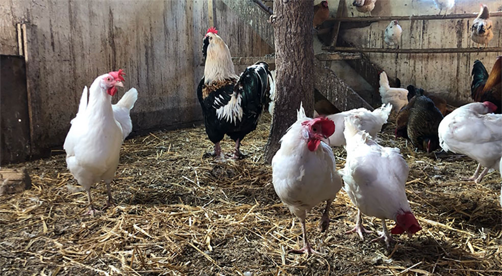 Bild tagen på höns i ett hönshus. I bilden syns mest vita höns med en tupp i mitten.