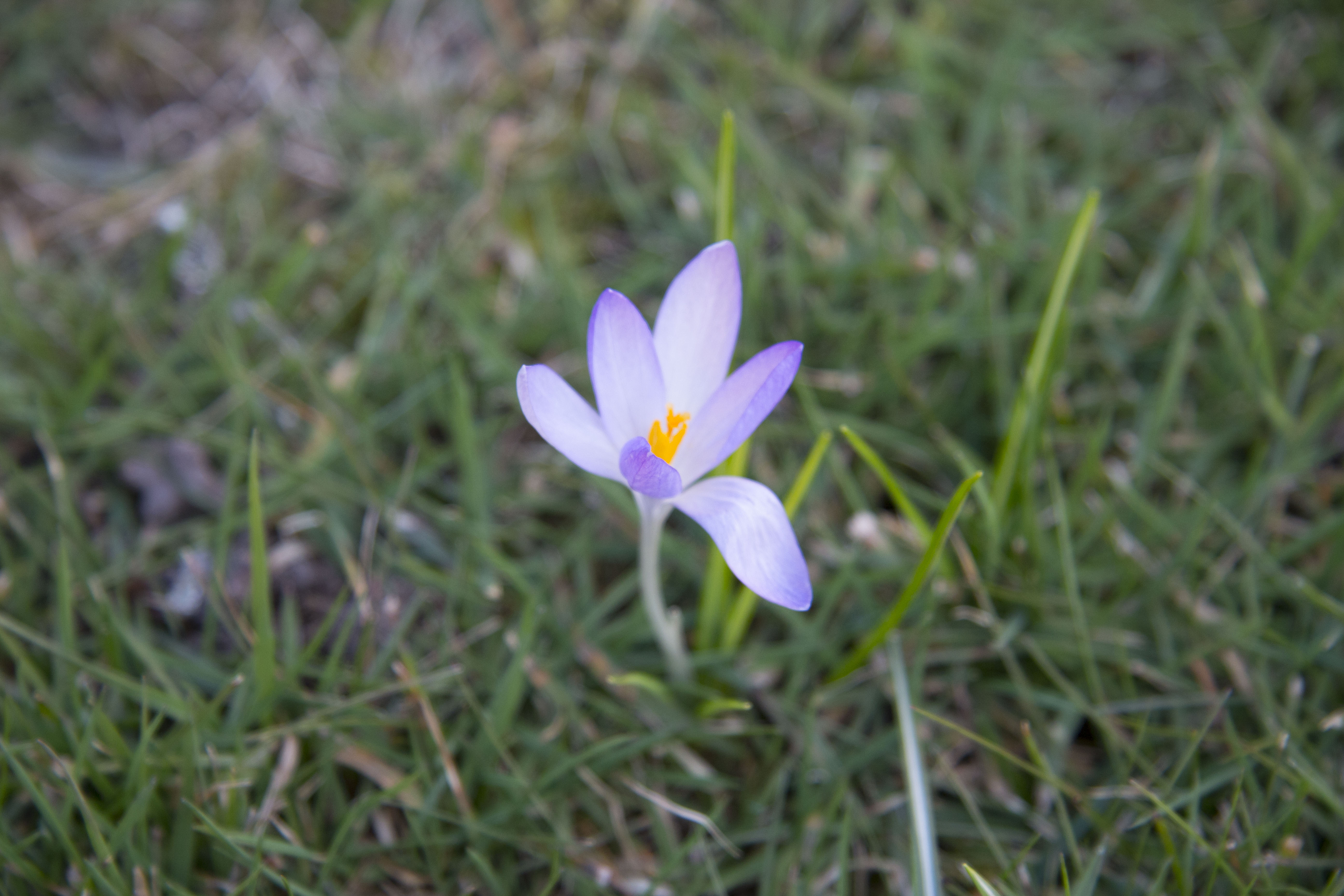 En krokus omringad av gräs.