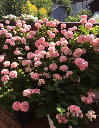 Utslagna Mårbackor med rosa blommor.