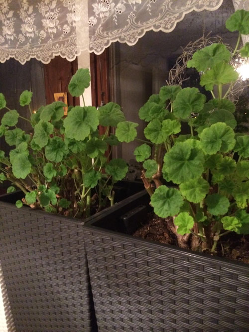 Två svarta krukor med Mårbackor. 