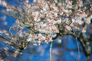 Kösbärsträds blommor