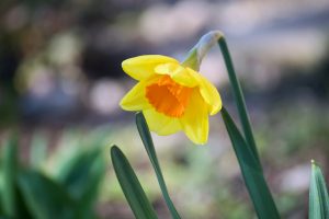 Påsklilja med orange mitt