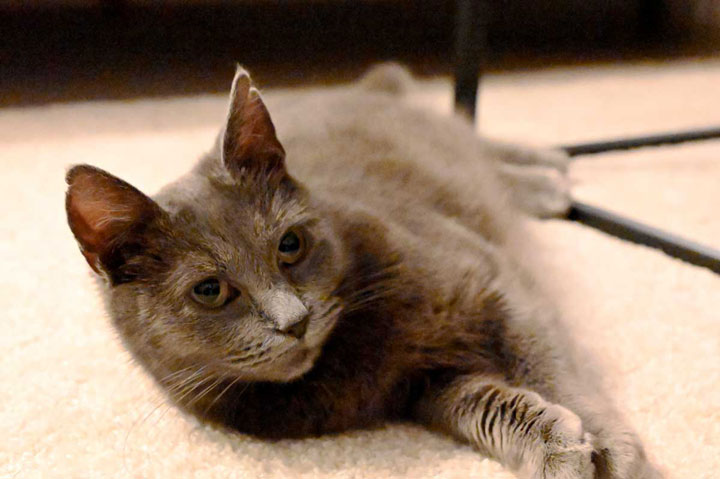 Grå katt som ligger på en vit matta