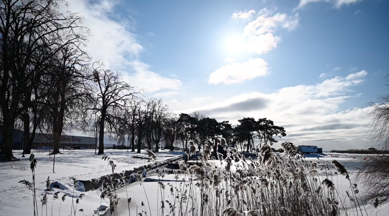 Bild på fruset vatten med vass i förgrunden