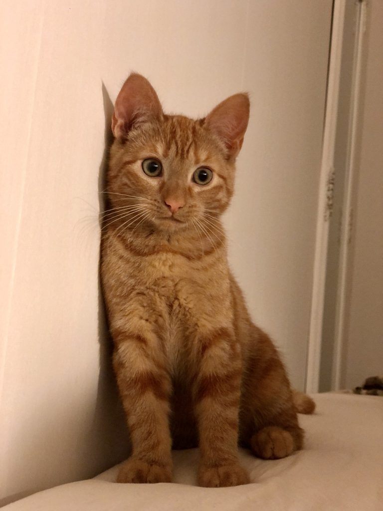 En liten röd kattunge sitter och tittar in i kameran.