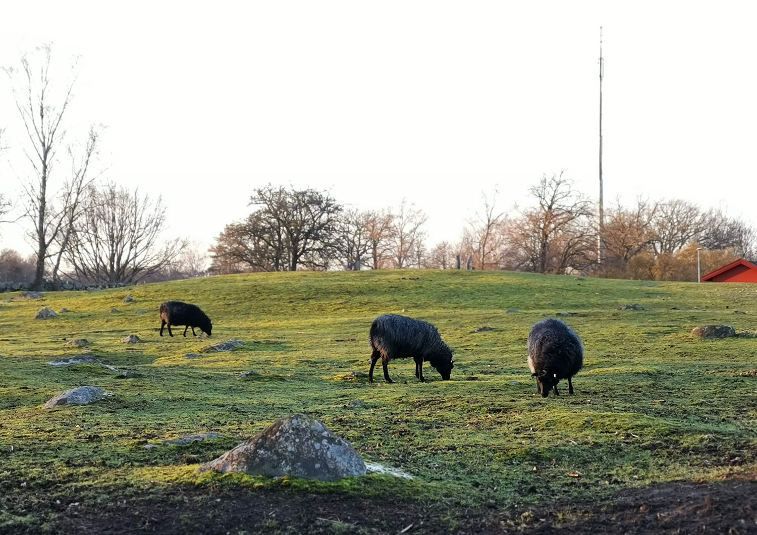 Fåren och de andra djuren som finns på Skälby 4H-gård påverkas av den milda vintern.