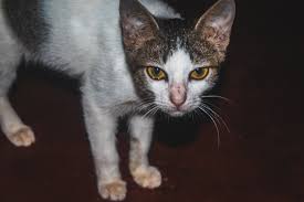 En vit/brun osäker katt. Mörkbakgrund