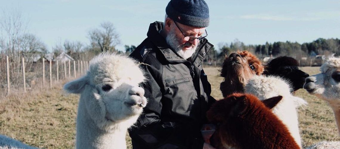 Gunnar Jämtin matar sina alpackor. Foto: Ronja Zirnsack