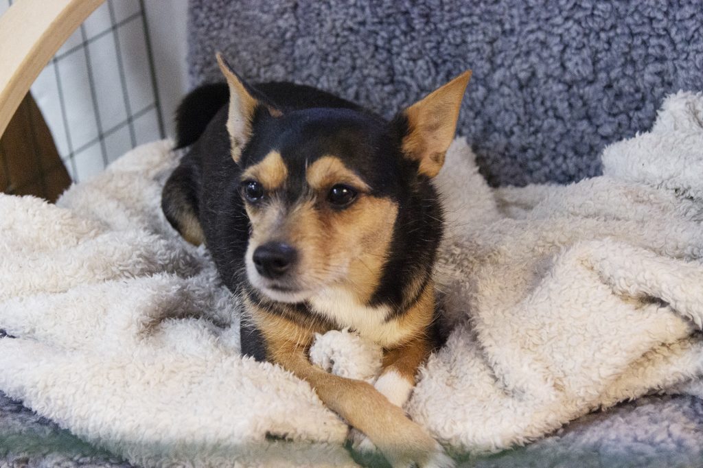 Hunden Lemmy ligger och tar det lugnt på en filt.