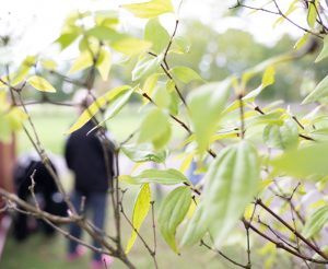 Anonyma Eva bakom bladverk