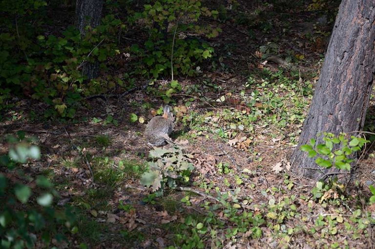 En kanin bland träden