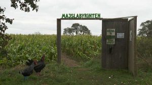 Ingång till majsfält men titeln "Majslabyrinten"