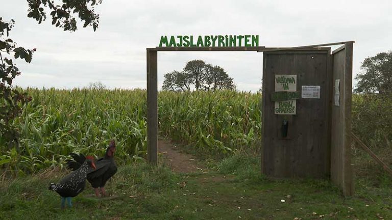 Ingång till majsfält men titeln "Majslabyrinten"