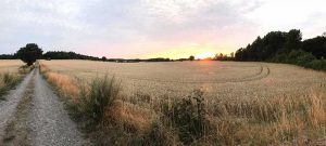 Solnedgång vid åker