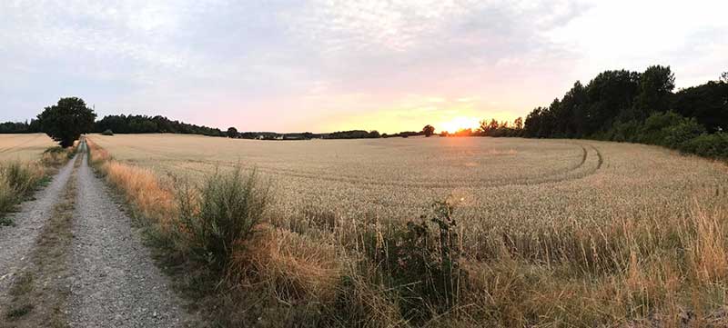 Solnedgång vid åker