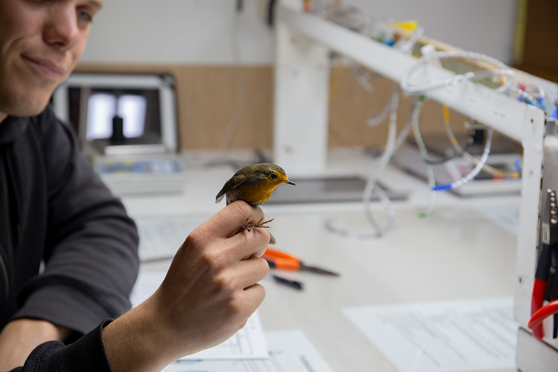 Rödhake som ringmärks