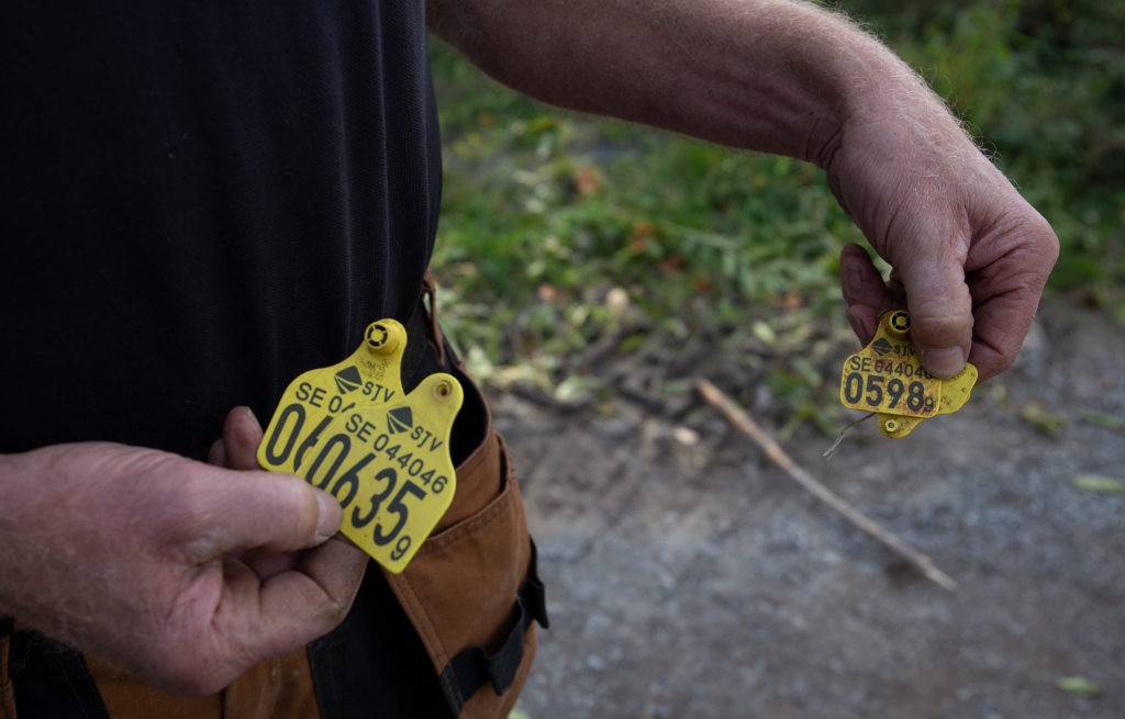 Bonde visar upp hans avlidna kors blodiga öronmärken.