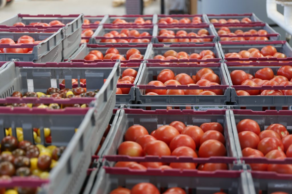 Backar med mogna tomater.