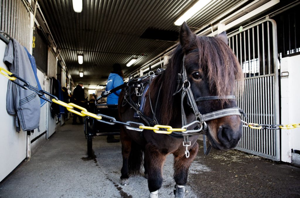 Shettlandsponny uppställd i stallgången framför resten av ponnysarna i bakgrunden