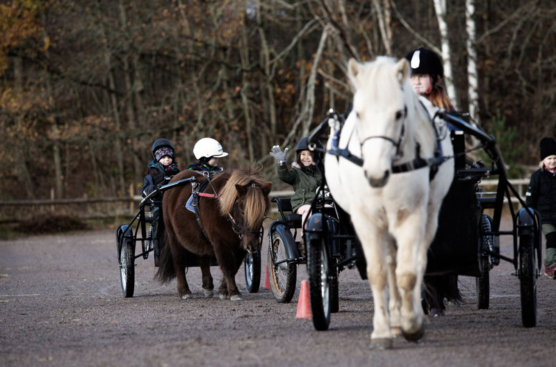 Flera shettlandsponnyer med vagn som går i led efter varandra