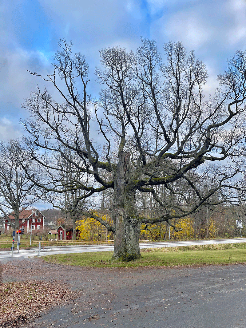 Bilden visar en över hundra år gammal ek.