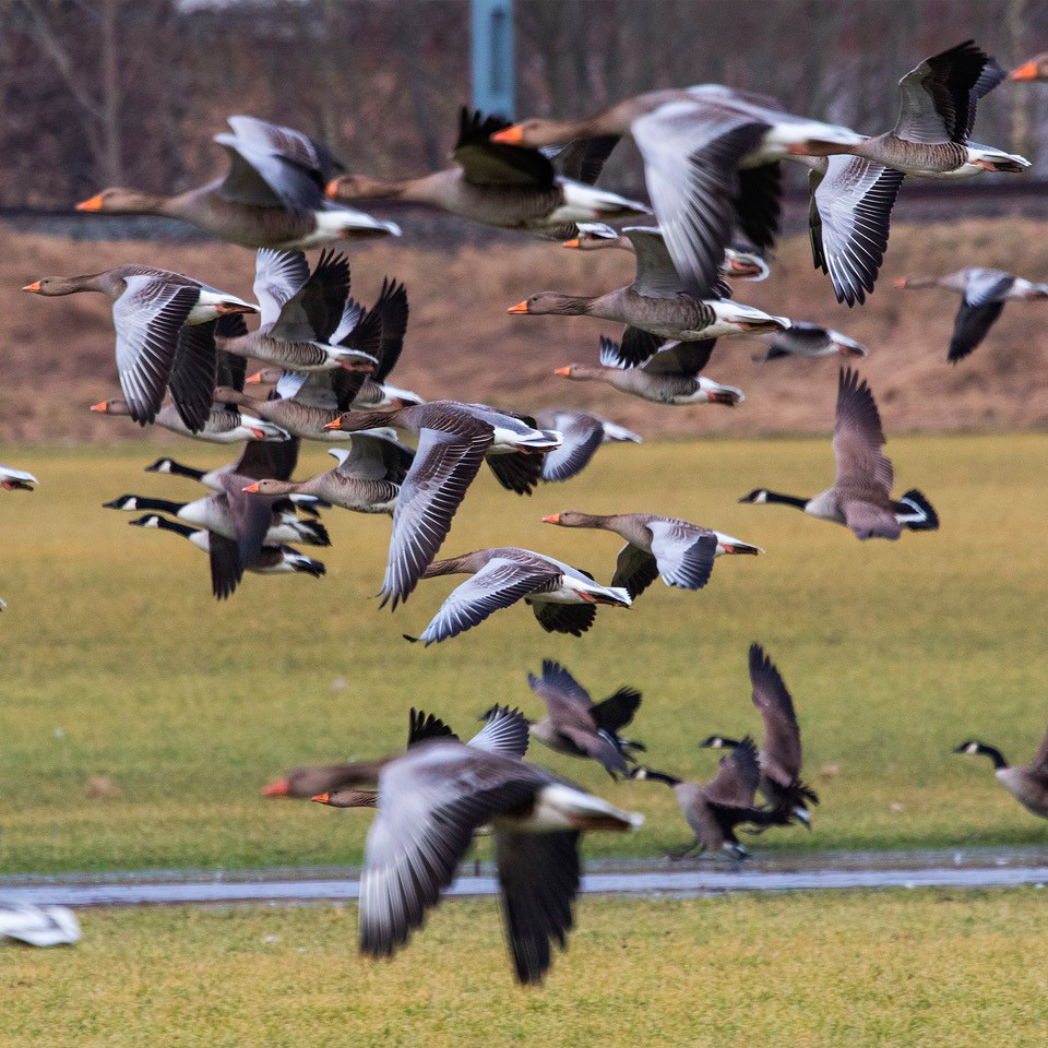 Grågäss och kanadagäss flyger över en våtmark.
