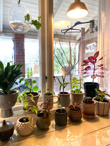 Växter står uppradade på fönsterbrädan.